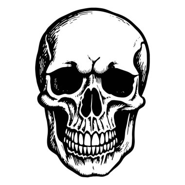 İnsan kafatasının klasik tarzda resmedilmiş hali. Vektör.