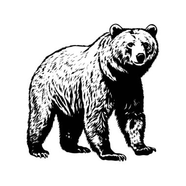 Siyah-beyaz tarzında vahşi bir ayı tasviri. Vektör.