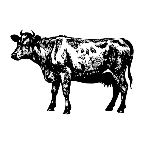 Ilustracja Krowy Stylu Grawerowania — Wektor stockowy