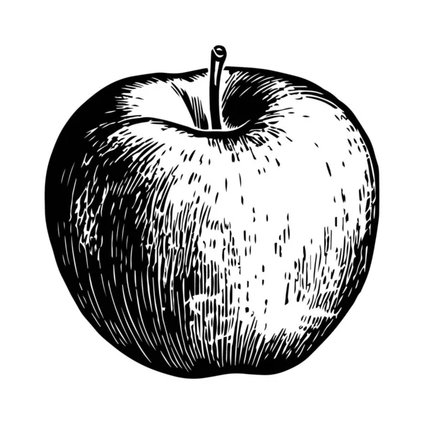 Illustration Une Pomme Style Gravure Vecteur — Image vectorielle