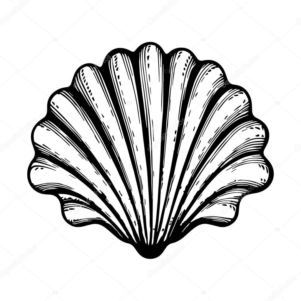 Illustration of sea shell in engraving style. Vector.