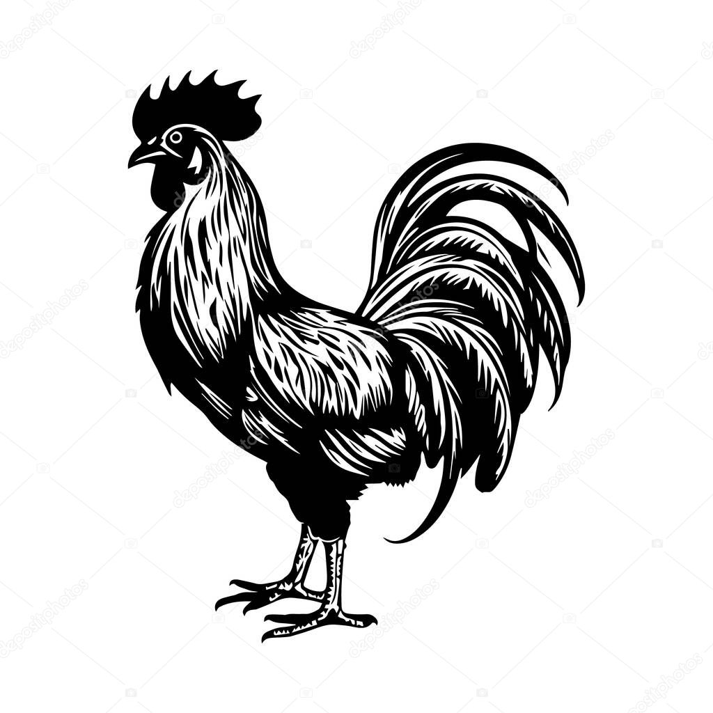 Illustration of a rooster in black and white style. Vector.
