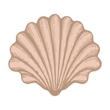 Eski usul deniz kabuğu tasviri.