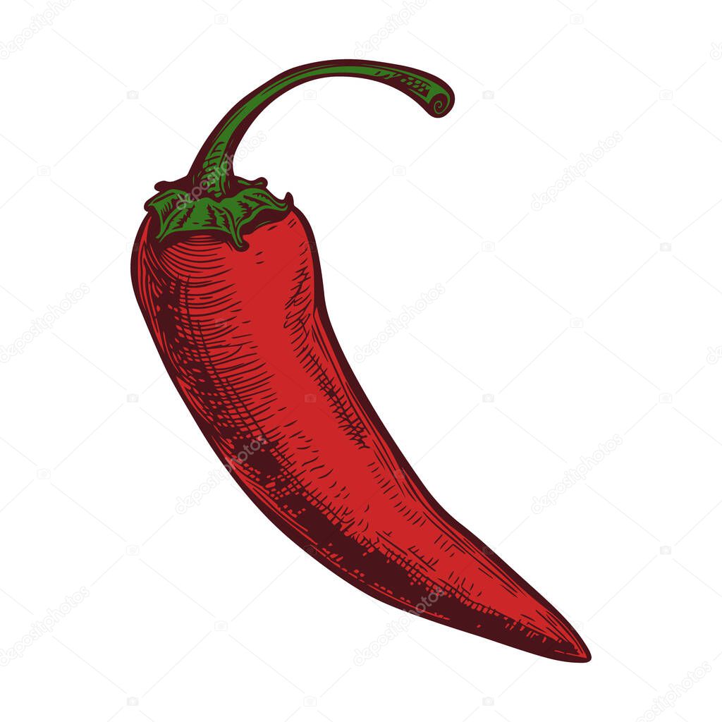 Ripe chili pepper in engraved style.