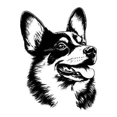 Bir Corgi 'nin siyah beyaz çizimi. Vektör.