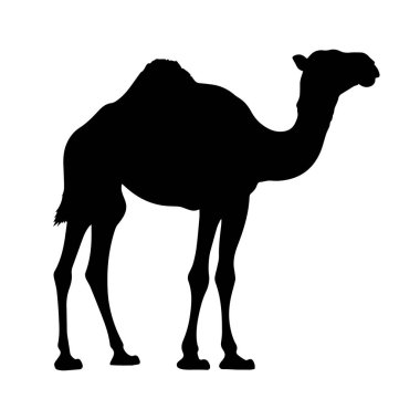 Siyah deve silueti tasviri. Vektör.