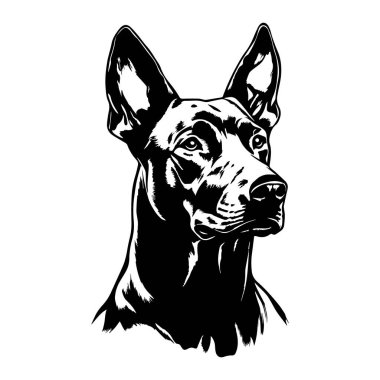 Bir Doberman 'ın siyah beyaz çizimi. Vektör.