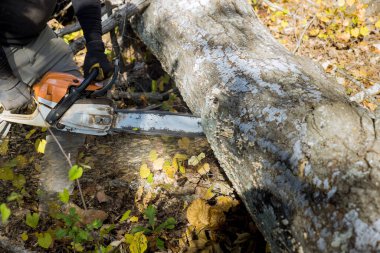 Ecological disaster as result of tornado in the aftermath of hurricane, tree fell in the broke a tree with a was cut chainsaw
