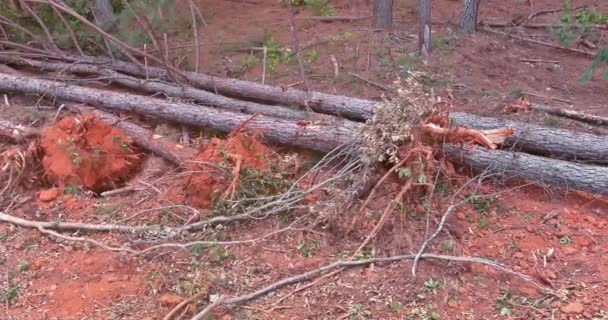 Usando Tratores Skid Steers Árvores Foram Arrancadas Pedaço Terra Para — Vídeo de Stock