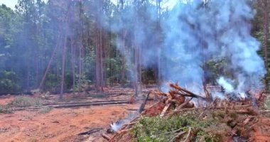 In order during the process to develop land for construction, the forest must be uprooted and burned
