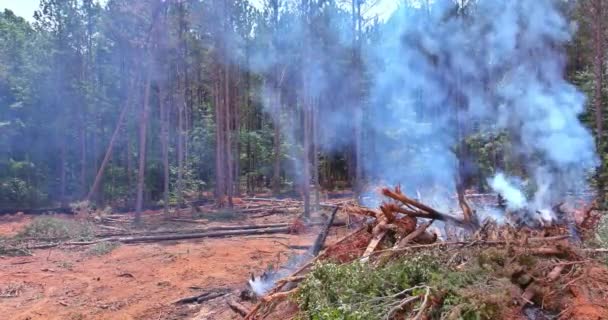 Процессе Разработки Земли Строительства Лес Должен Выкорчеван Сожжен — стоковое видео