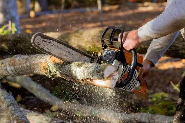 Autumn Park Worker Cutting Trees Fell Strong Hurricane — Stock Photo, Image