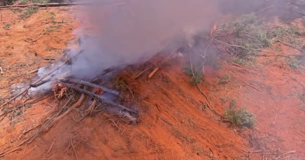 Wypalanie Wykorzenionych Lasów Oczyszczanie Terenów Pod Budownictwo Przygotowanie Gruntów Pod — Wideo stockowe