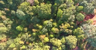 Güney Carolina 'nın yükseklerinden bakıldığında Ekim başında küçük bir Amerikan kasabasının yakınında sonbahar ormanı görülüyor.