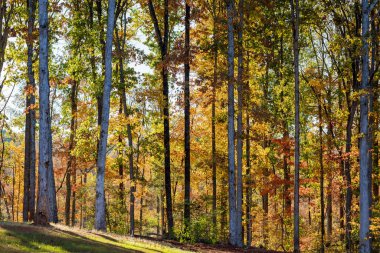 Güney Carolina manzarası ılık sonbahar sarı orman manzaralı güzel doğa