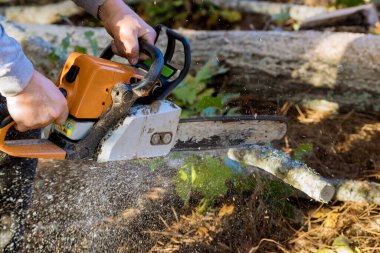 Sonbahar parkında güçlü kasırga ağaçları devrildiği için işçiler ağaçları kestiler.