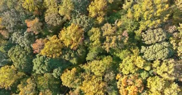 Top View Εναέρια Όμορφη Φύση Κίτρινο Τοπίο Δάσος Στη Νότια — Αρχείο Βίντεο