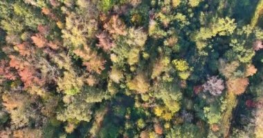 Güney Carolina 'nın en güzel sonbahar manzarası. Sarı orman ılık renkleriyle.