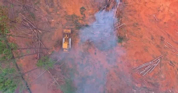 Уничтожение Лесов Сжигание Выкорчевание Лесов Подготовка Уборке Земли Перед Постройкой — стоковое видео
