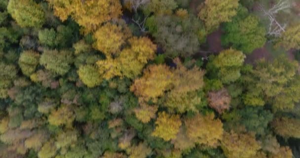Jižní Karolíny Podzimní Krajina Ukazuje Okraje Lesa Blízkosti Malého Amerického — Stock video