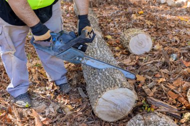 Sonbahar parkında şehir işçileri güçlü kasırganın ardından düşen ağaçları kesiyor.