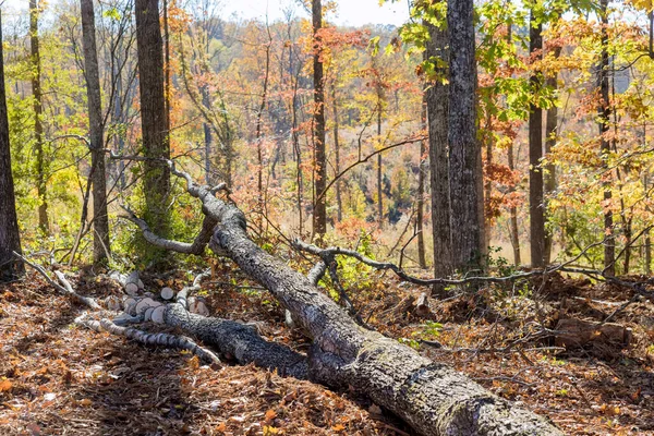 Hortumun Sonucu Olarak Sonbahar Parkında Devrilen Ağaçlar — Stok fotoğraf