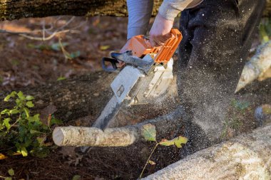 Yeni ev için ormanı temizlerken ağaç kesmek için testere kullanan bir adam.