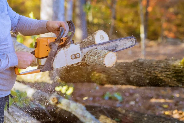 Using chainsaw man cuts trees in forest as he clears land for construction of new home