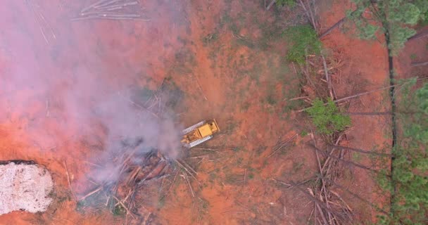 Procesie Usuwania Wykorzenionych Drzew Które Zostały Spalone Ziemia Zostanie Przygotowany — Wideo stockowe