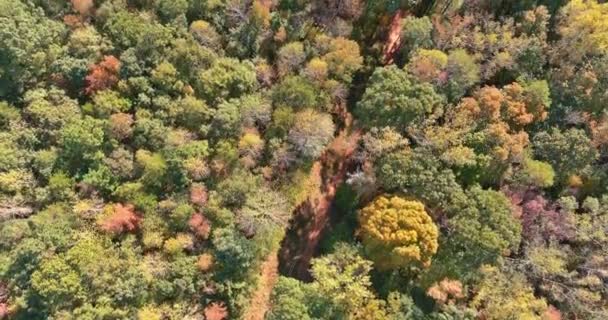 Dans Cette Vue Aérienne Belle Nature Forêt Caroline Sud Automne — Video