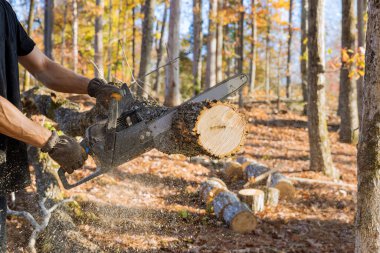 Şiddetli bir fırtınanın ardından, bir belediye işçisi ormandaki kırık bir ağacı kesti.