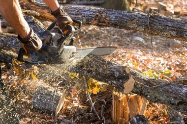 Şiddetli bir fırtınadan sonra, bir belediye çalışanı elektrikli testereyle sökülmüş bir ağacı kesti.