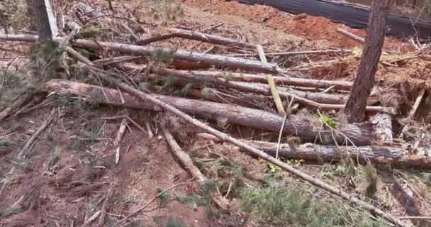 Het Ontwortelen Van Bomen Verwoeste Dennenbossen Als Onderdeel Van Voorbereiding — Stockvideo