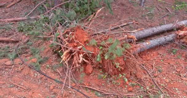 細分化工事のために松林から木を根こそぎにした — ストック動画