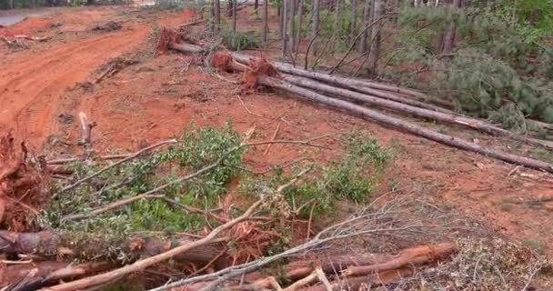Dalam Persiapan Pembangunan Subdivisi Penebangan Hutan Pinus Merupakan Bagian Penting — Stok Video