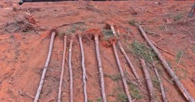 Daire inşaatına hazırlık arazisinin bir parçası olarak çam ormanlarındaki köklü ağaçların kaldırılması gerekiyordu.