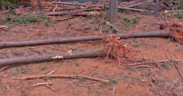 Persiapan Pembangunan Subdivisi Dengan Menumbangkan Pohon Pinus Hutan Untuk Mempersiapkan — Stok Video