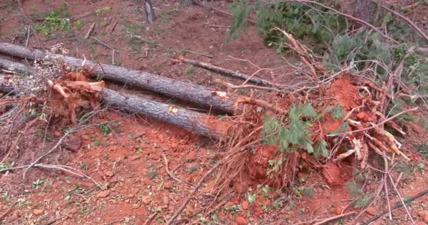 Desarraigar Árboles Bosques Pinos Como Parte Preparación Del Terreno Para — Vídeo de stock