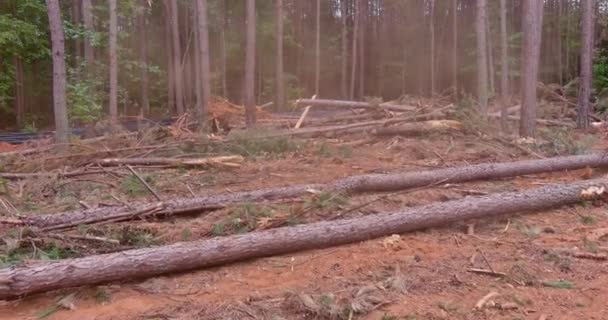 Вырубка Деревьев Сосновом Лесу Проведена Рамках Подготовки Строительству Участка — стоковое видео