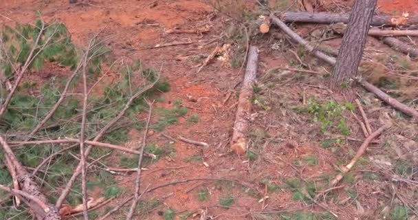 Persiapan Lahan Untuk Pembangunan Kompleks Rumah Pohon Menumbangkan Hutan Pinus — Stok Video