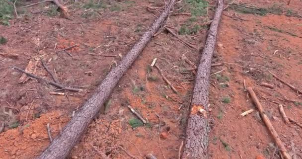 Preparação Terrenos Para Construção Subdivisões Por Arrancamento Árvores Pinheiros Desenvolvimento — Vídeo de Stock