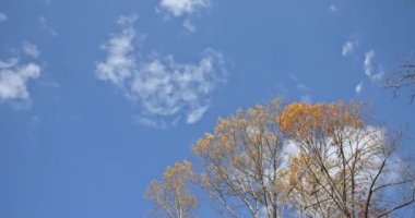 Ağaçların üzerinde hareket eden zaman atlamalı bir sonbahar ormanı manzarası.