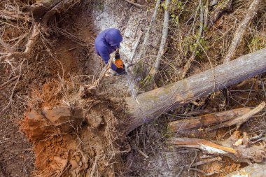 Profesyonel kamu görevlisi, kasırgadan sonra ağaç gövdesini kesmek için elektrikli testere kullanıyor.