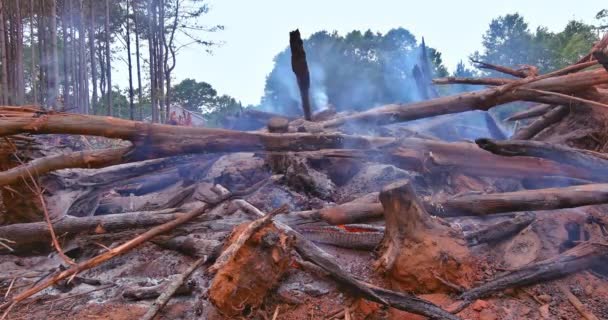 Chantier Construction Qui Brûle Les Forêts Déracinées Afin Créer Des — Video