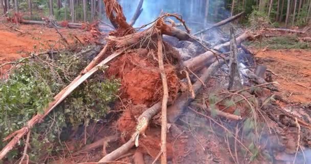 Будівельному Майданчику Спалюється Велика Кількість Викопаних Лісів Будівництва Будинків Які — стокове відео