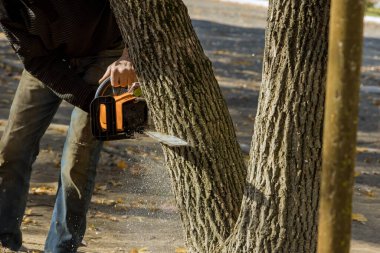 Belediye çalışanı park temizliği sırasında ağacı elektrikli testereyle kesiyor