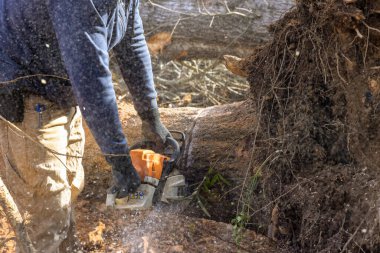 Ormanı yok eden ağacı kesmek için elektrikli testere kullanan bir servis işçisi tarafından ekolojik bir felaket yaratıldı..