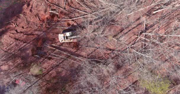 Novilhos Patins Tratores Foram Usados Para Limpar Árvores Arrancadas Terra — Vídeo de Stock