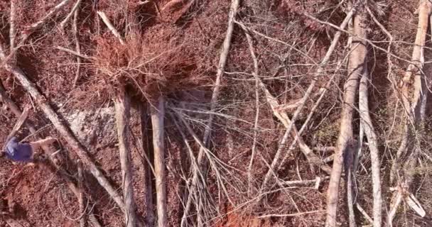 Após Violenta Tempestade Furacões Trabalhador Municipal Corta Árvore Arrancada Quebrada — Vídeo de Stock