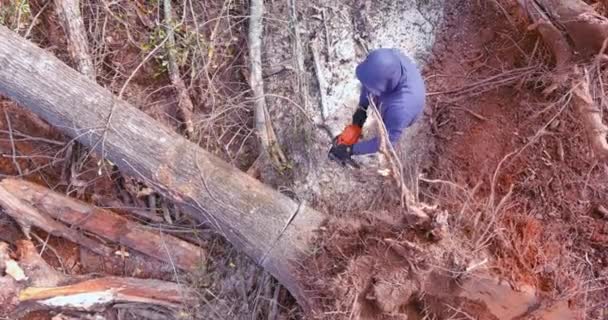 Μετά Τον Τυφώνα Εργάτης Πριόνισε Δέντρα Μετά Την Πτώση Του — Αρχείο Βίντεο